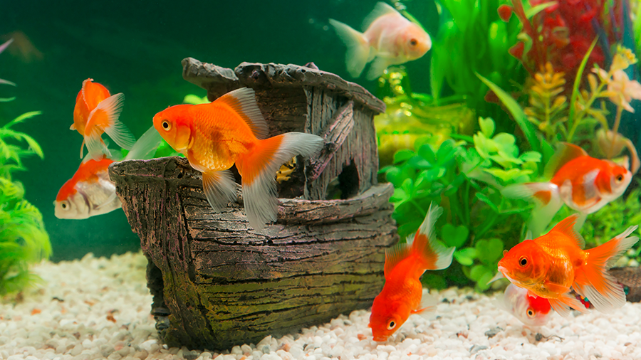 Alguns tipos de peixes e dicas para bom funcionamento do aquário JARDIM ANIMAL Alguns tipos de peixes e dicas para bom funcionamento do aquário JARDIM ANIMAL