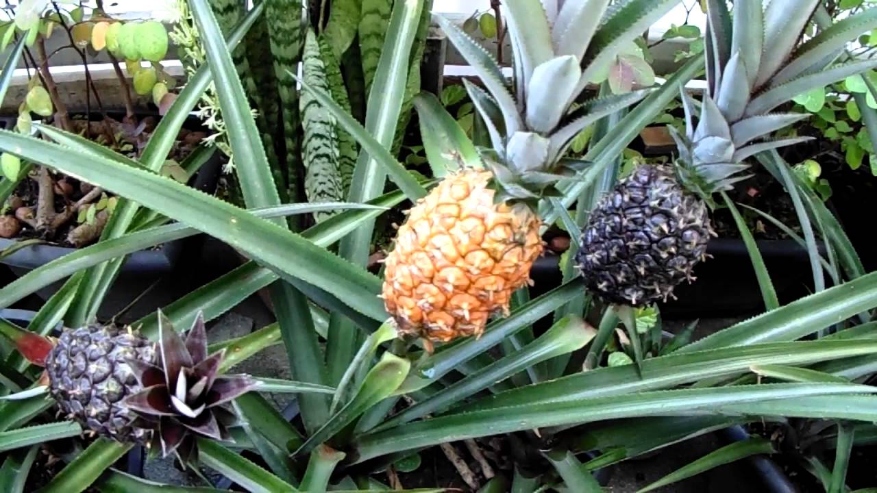 Abacaxiornamental Ananas bracteatus Jardim Animal