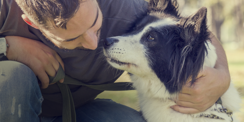 Linguagem canina: sinais para entender os sentimentos dos cães