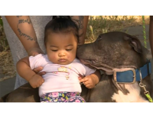 Criança de 7 meses é salva por pitbull