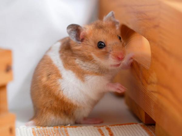 Doenças mais comuns em hamsters