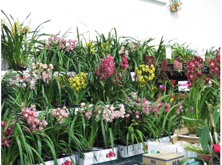 Como cuidar das orquídeas no inverno, Qual é o melhor adubo para orquídeas?