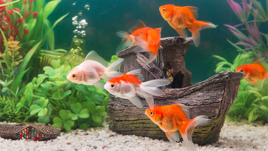 Quais peixes podem viver juntos em aquários?