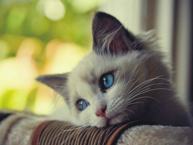 Gato triste, depressão felina, como cuidar?