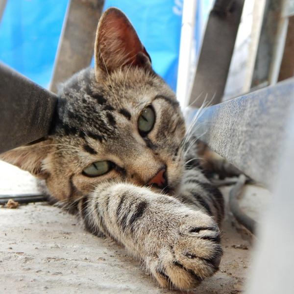 Aids em gatos pode destruir a imunidade do animal e levá-lo à morte.