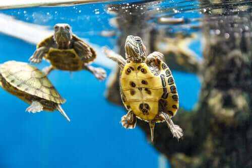 Como cuidar de uma tartaruga aquática
