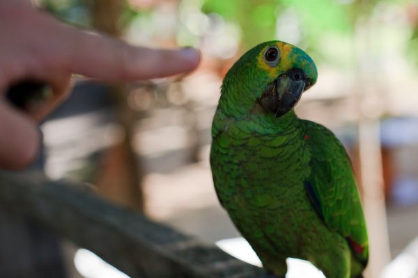 5 dicas para ensinar um papagaio a falar - Jardim Animal