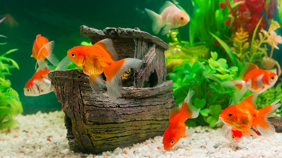 Segredo revelado - Como fazer o peixes de aquário crescer rápido e ter cores forte e brilhantes