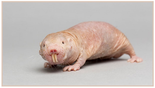 Conheça o rato-toupeira-pelado, um animal que não envelhece
