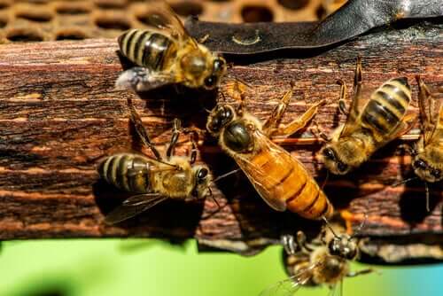 Como é a reprodução da abelha-rainha?