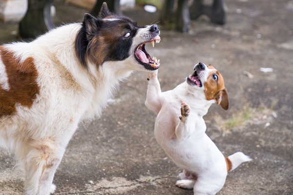 Cachorros machos são mais bravos do que as fêmeas?