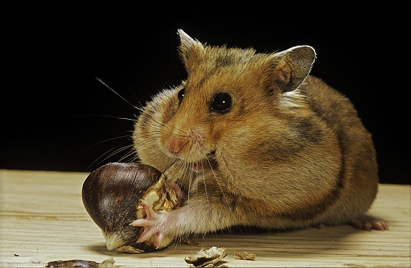 Cinco curiosidades sobre os hamsters