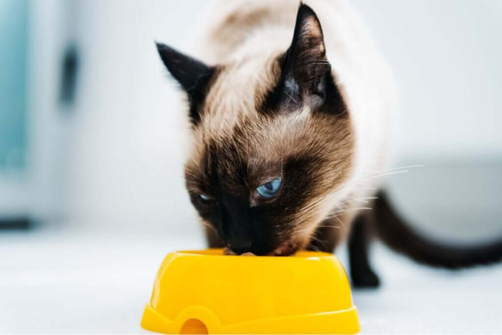 Como iniciar uma dieta em gatos? - Jardim Animal