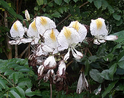 Camoensia – Camoensia scandens