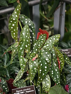 Begônia Maculata – Begonia maculata - Jardim Animal