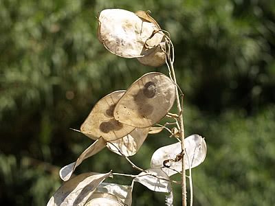 Dólar-de-prata – Lunaria annua