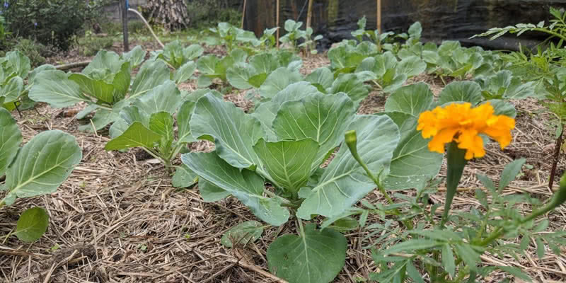 A importância do mulching para uma terra sempre fértil